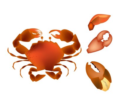 Steamed Crab Isolated on A White Background