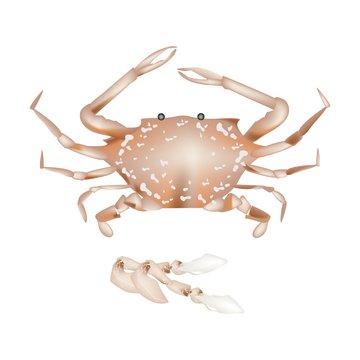 Steamed Blue Crab Isolated on White Background