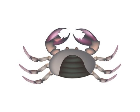 Field Crab Isolated on A White Background