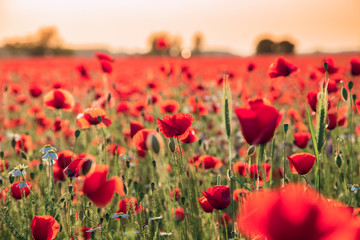 Poppies field meadow in summer