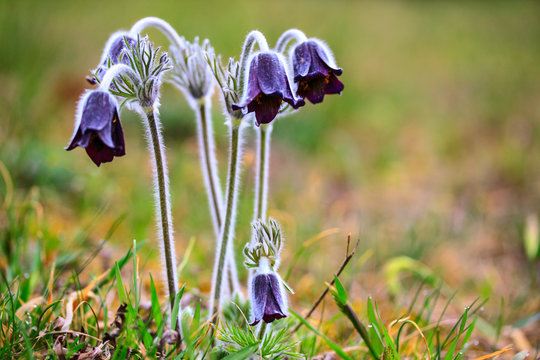 A group of Pulsatilla montana blooming on spring meadow