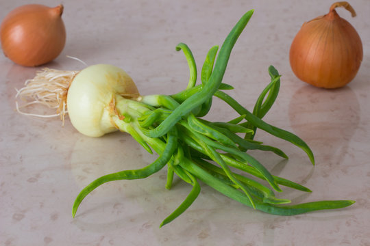 Green onions with roots. Two onions on the table