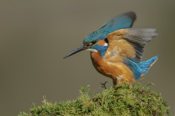 Common kingfisher stretching his wings