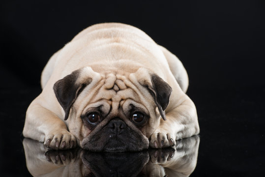 Dicker Mops