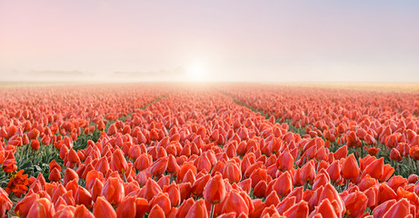 Tulpenfeld bei Sonnenaufgang mit Raureif bedeckt