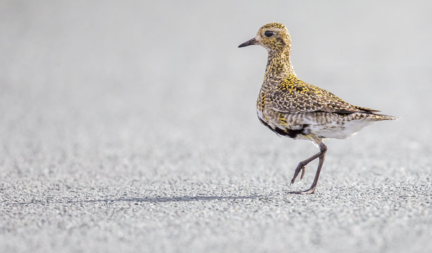 Golden plover (Pluvialis apricaria), North Pennines