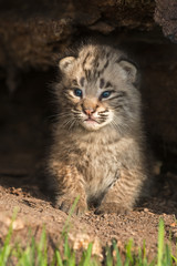 Baby Bobcat Kitten (Lynx rufus) Sits Up Inside Log