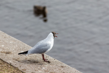screaming seagull on the shore