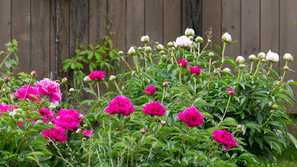 fragrant peonies flowers in the garden