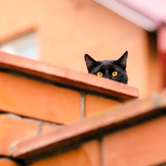 black cat peeking out from behind the wall