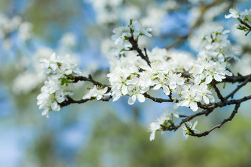 branch of a blossoming tree with beautiful white flowers