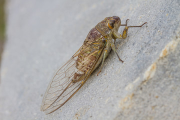 Cicadas in the ground