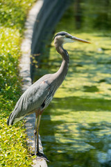 Great Blue Heron