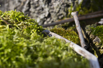 Green moss in the forest
