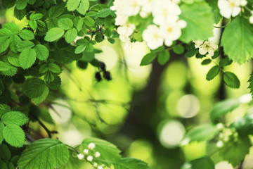 Summer green natural background, blooming hawthorn, blurred imag
