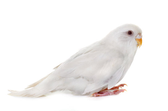 young white  budgerigar