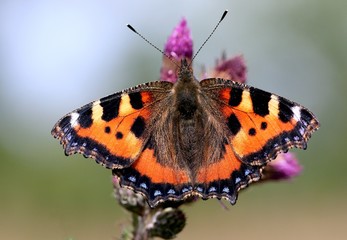 Obraz premium European Small Tortoiseshell butterfly (Aglais urticae) feeding on a thistle flower