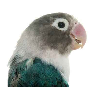 Fototapeta blue masqued lovebird