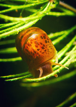 Aquarium Snail