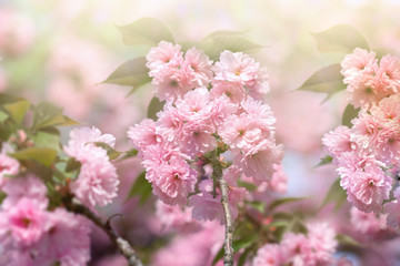 Flowering, blooming cherry tree - Japanese cherry tree