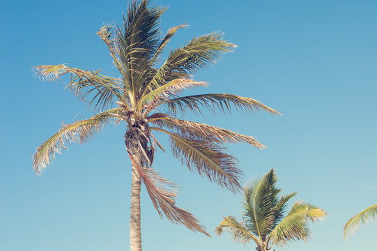 Horizontal photo of a palm tree and blue sky, retro style