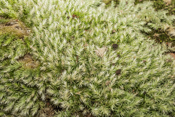 Moss, Leaf on Moss, Moss autumn, forest moss, moss seeds, Nature