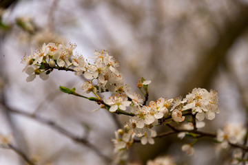 cherry blossoms on twig, blurred background