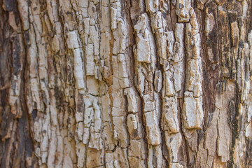 texture of bark tree