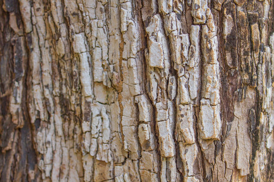 texture of bark tree