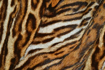 Foto op Aluminium tijger bont achtergrond textuur © nico99