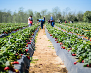 Strawberry at farm