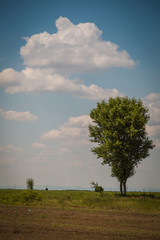 A single tree in full summer in a field in Buzau.