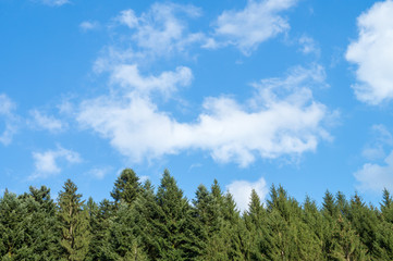 Blue sky with clouds over treetop