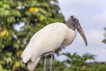 Single Wood Stork
