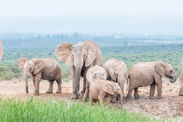 Naklejka na ściany i meble African elephant family