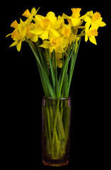 Daffodils isolated against a black background