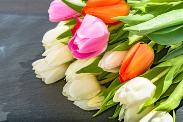 Obraz premium Anniversary white pink red tulip flower bouquet on grey background