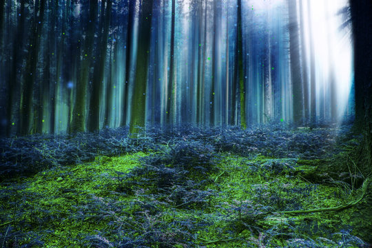 Fototapeta Blue magic fairytale forest with lights