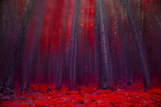 Fototapeta Red magic forest with lights