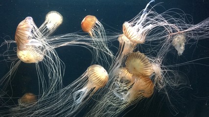 Meduzy