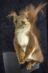 Obraz premium Beautiful red squirrel.