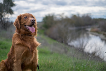 Bright Red Golden Retriever Dog by the River - Powered by Adobe