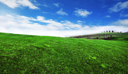 Green field with sunrays