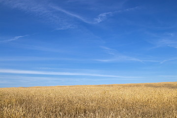 Wheat field at sunny day