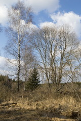 Trees on bog in forest at early spring time