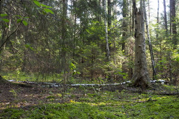 Wild forest, fallen tree in the forest