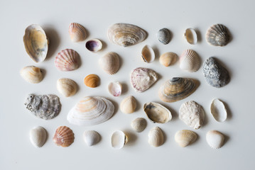 sea shells isolated on a white background. Excellent texture, different colors and shape.