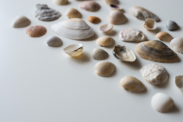 Fototapeta na wymiar sea shells isolated on a white background. Excellent texture, different colors and shape.