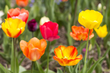 Obraz na płótnie Canvas Colorful tulips blooms