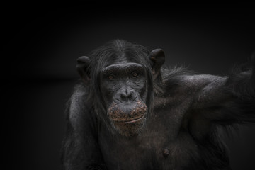Fototapeta premium Thinking chimpanzee portrait close up
